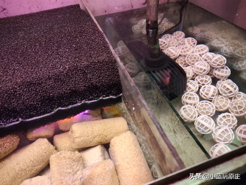 鱼缸爆褐藻的正确方法,鱼缸褐藻怎么彻底消灭最简单方法