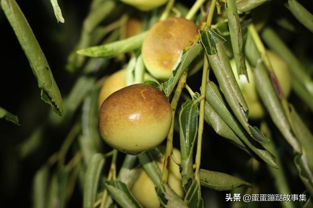 300多年老枣树至今仍结果,一斤卖到1000元