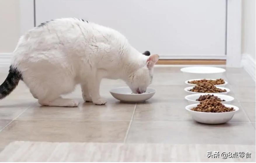 养猫的感悟总结,养猫心得100句