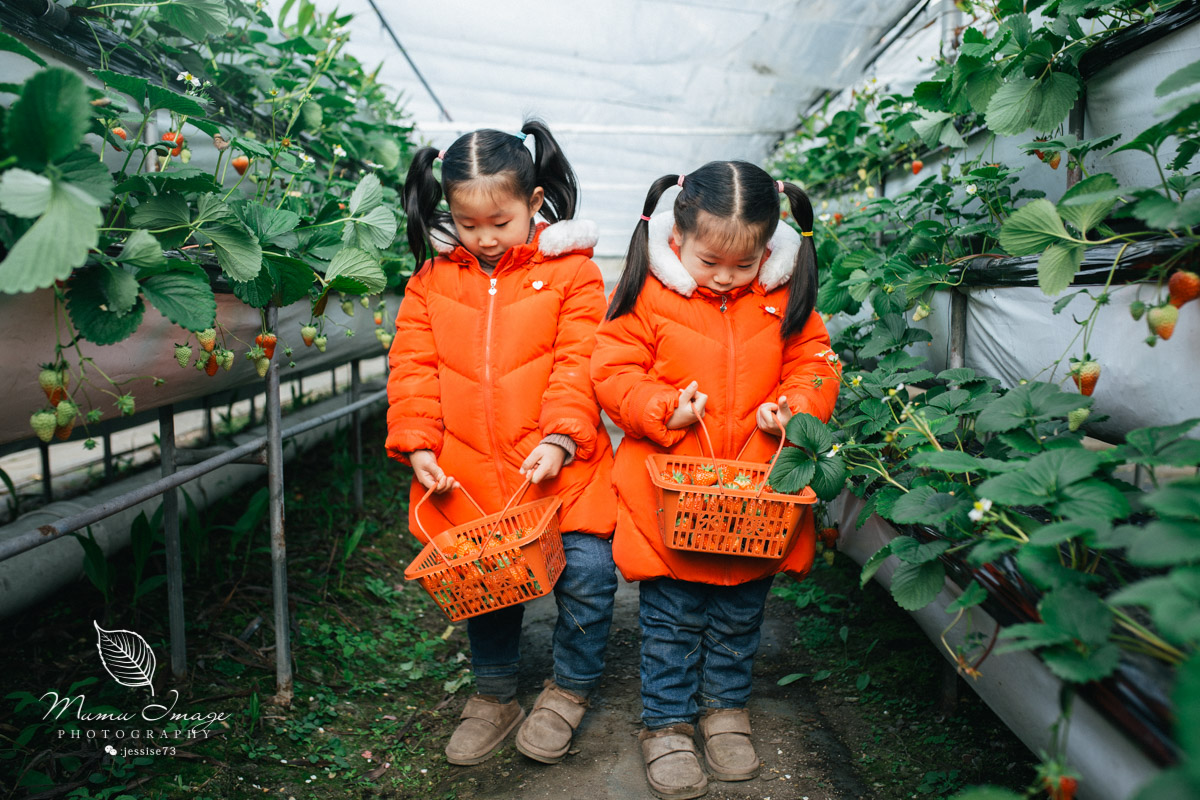 几百亩草莓采摘基地，无销售，不够卖，老板：绿色天然无公害