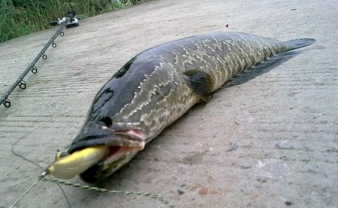 黑鱼有多危险,黑鱼为什么会保护自己的孩子