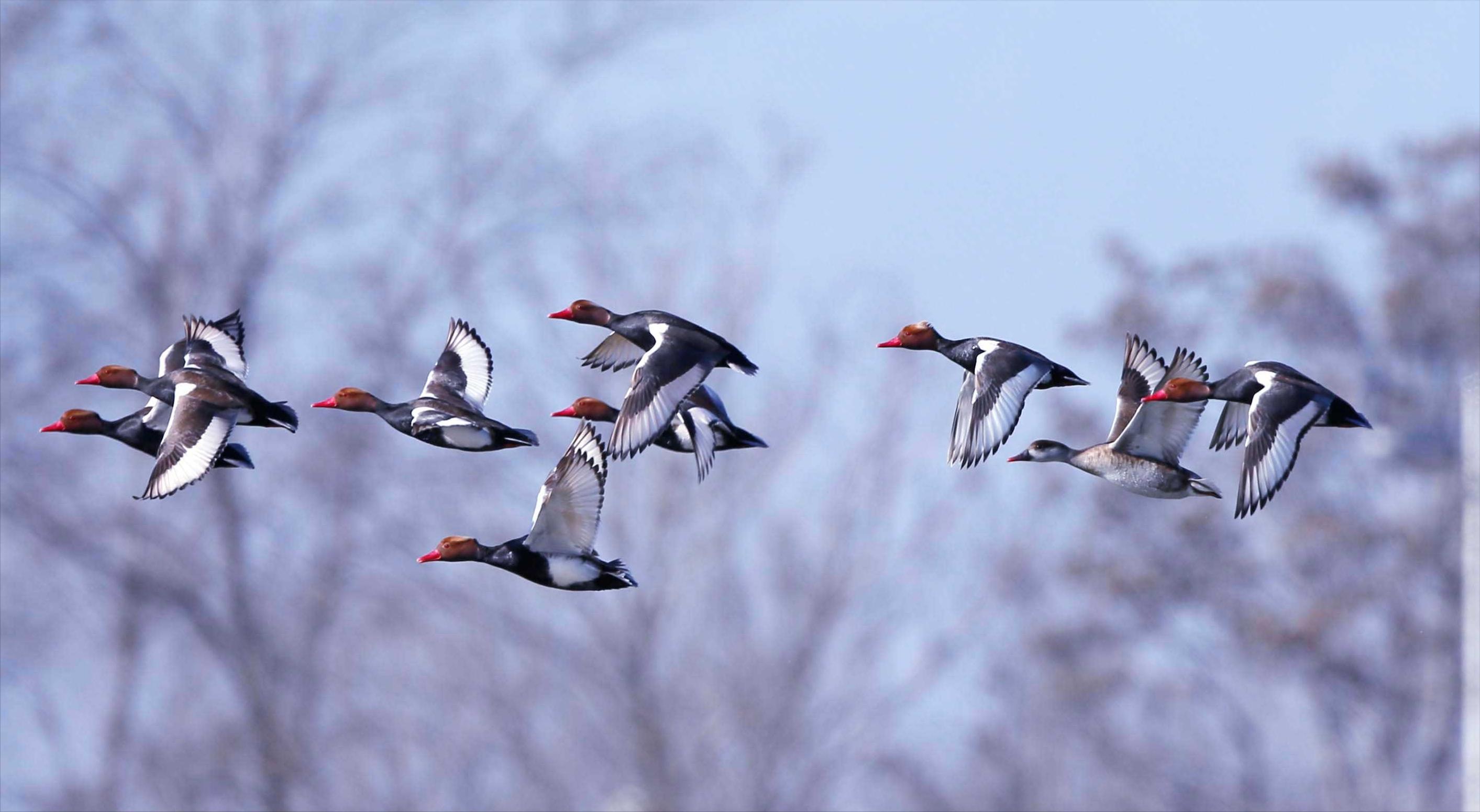 东江揽胜,惠州淡水常见鸟类图谱
