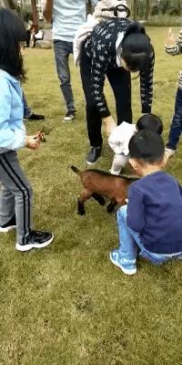 全家人一起欢欢喜喜过大年,所有人一起来拜年