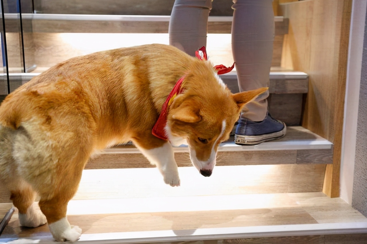 柯基犬的七个弱点最好不要吓唬它,柯基犬最讨厌的7件事