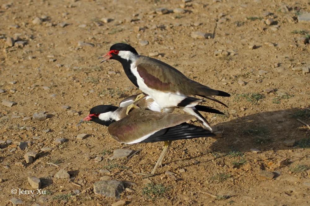 情人节，就该和爱的人*爱做**做的事