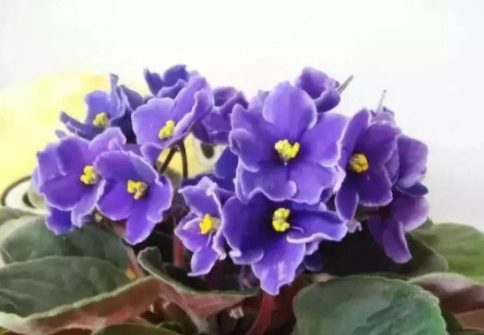 家里的花干枯影响风水吗,家里的花突然发黄发蔫风水