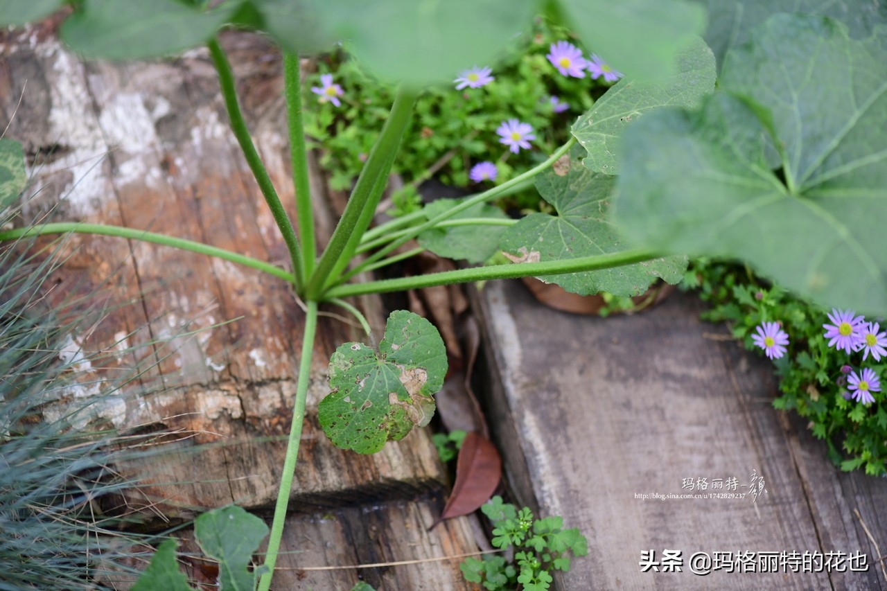 徒长花草怎样处理,徒长的树木怎么处理