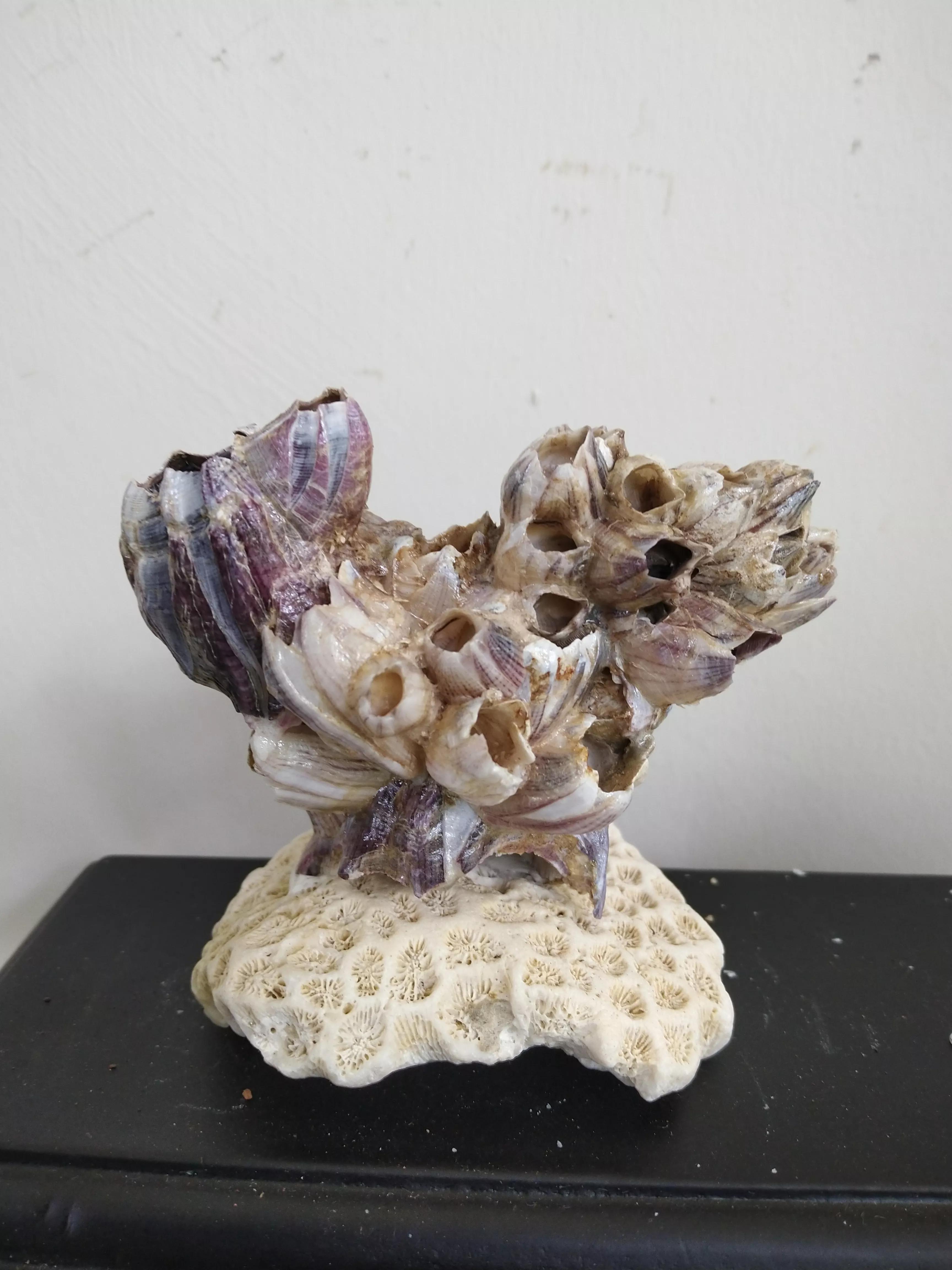 发现大自然的美的作文500字,发现大自然的美一篇作文