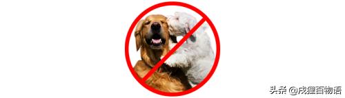 狗狗繁育问题,新手狗狗的受孕过程