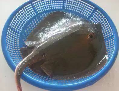 史上最全海鲜视频,史上最全海鲜贝类大全