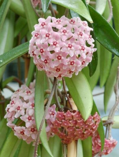 这6种花适合养在书房,装饰花草植物大全