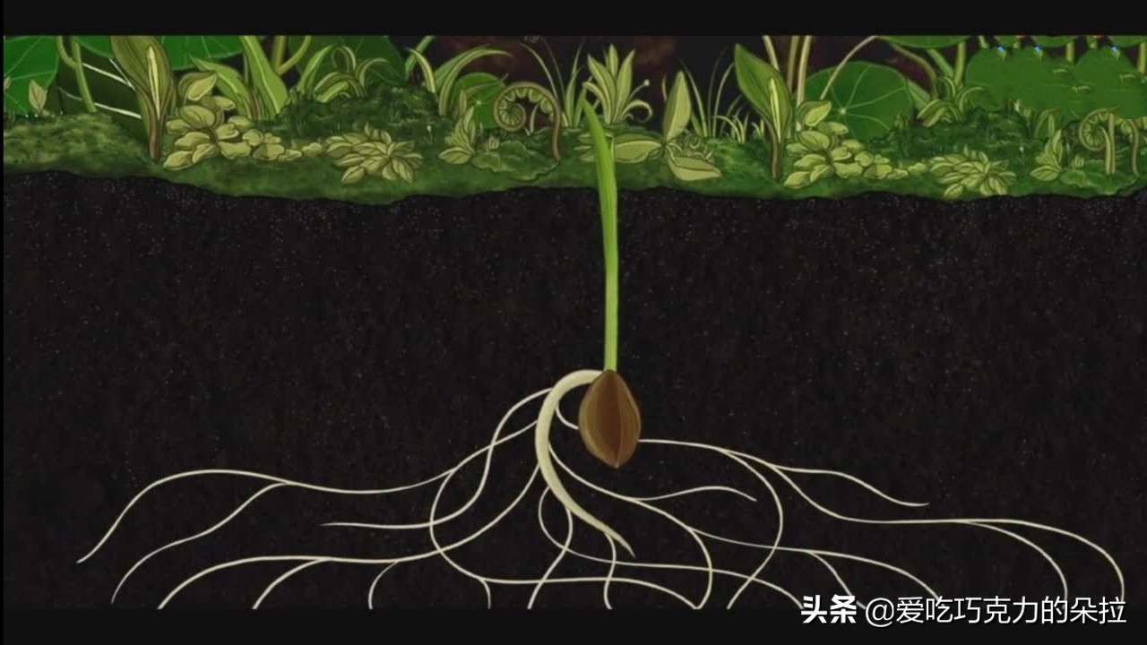 终于懂了古人为何如此爱花,古人为什么以花喻人