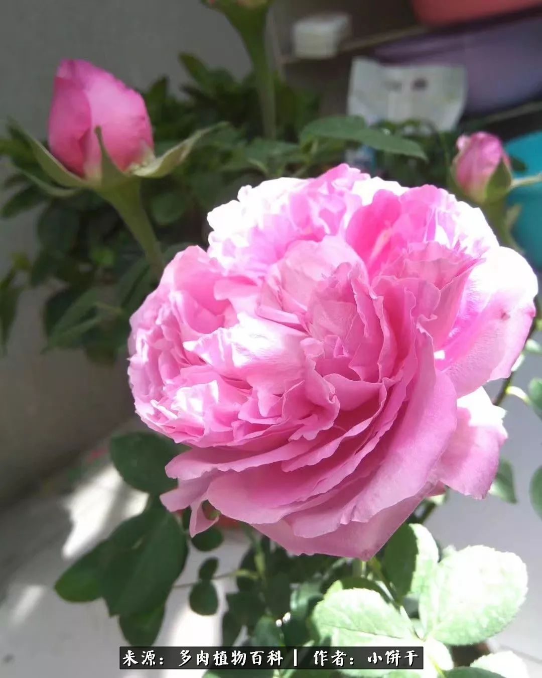 无肉不欢的肉瘾少女，日日沉迷于美色无法自拔！