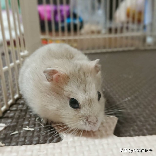 仓鼠被人惹恼了,仓鼠反感主人怎么办