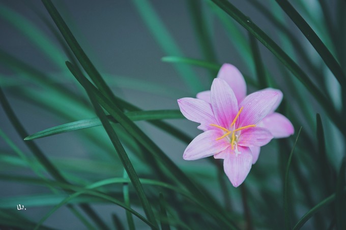 心中有桃花源何处都是山水间,心中若有桃花源何处是水云间