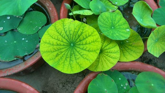 养碗莲,做到“3多”,不干叶绿油油,开花勤,3天冒一个花苞