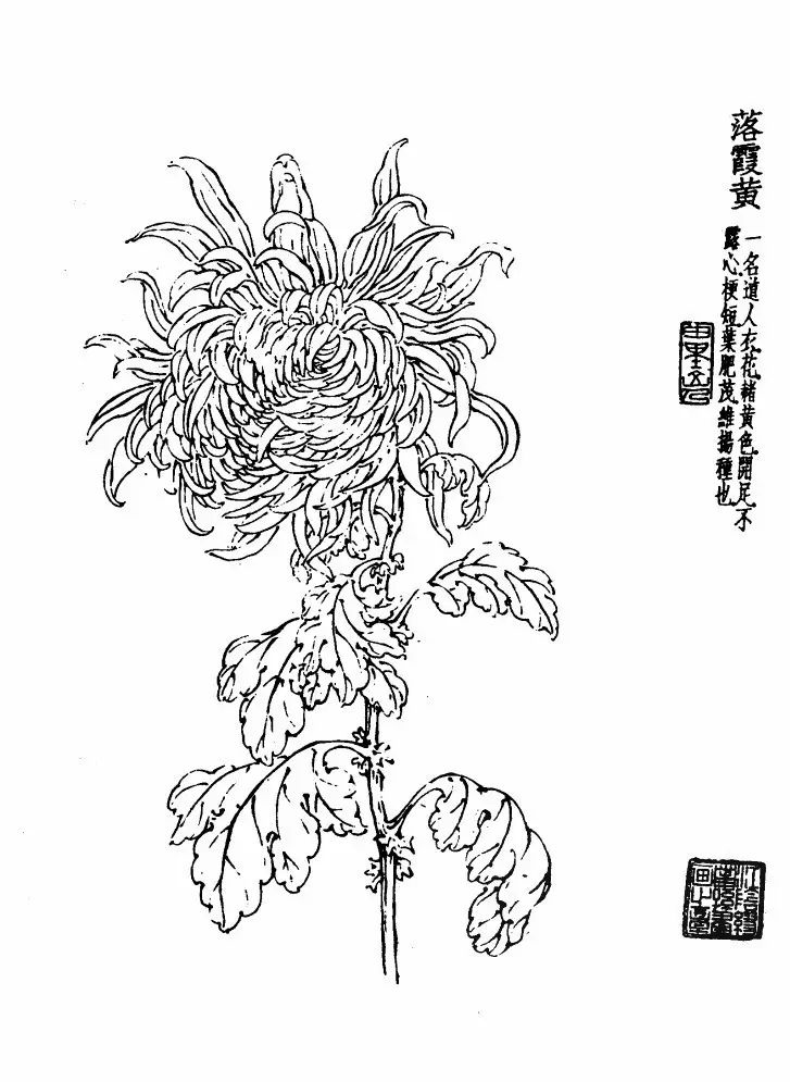 菊花白描基础花瓣的画法,白描菊花用笔