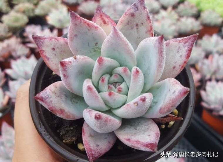 多肉卡罗拉,多肉卡罗拉是什么品种