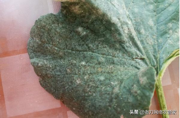 甜瓜煤烟病怎么治疗,甜瓜叶子发白起霉是怎么回事