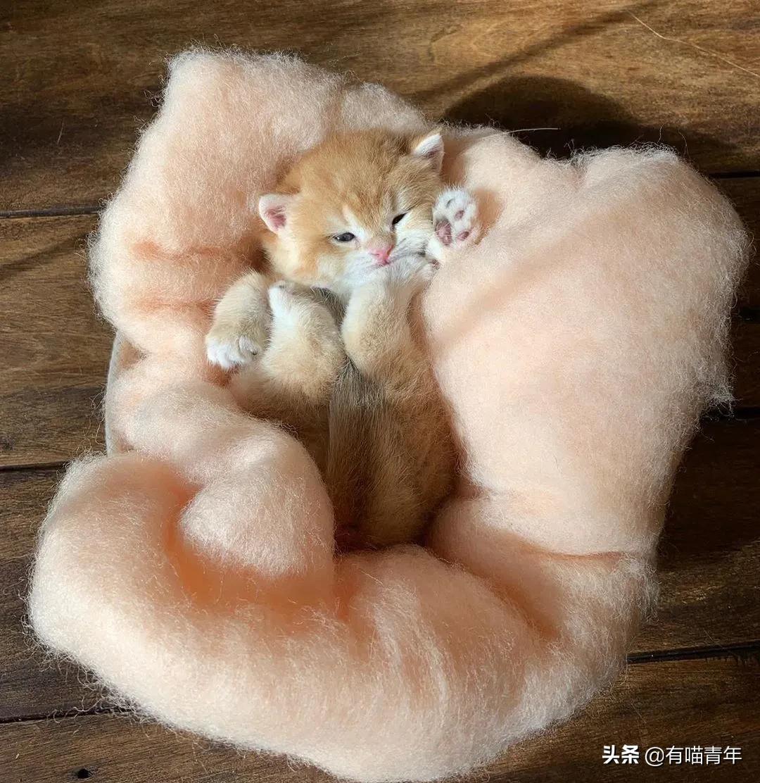 小奶猫的危害视频,小奶猫有什么危险