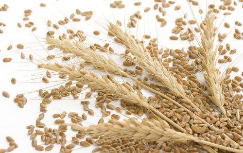 小麦拌种剂需要防治什么病虫害,小麦拌种剂用多了对小麦的危害