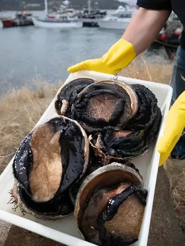 鲍鱼价格大降创近年新低,大鲜鲍鱼价格最新行情今日