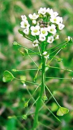 如何识别真假荠菜,假荠菜图片识别方法