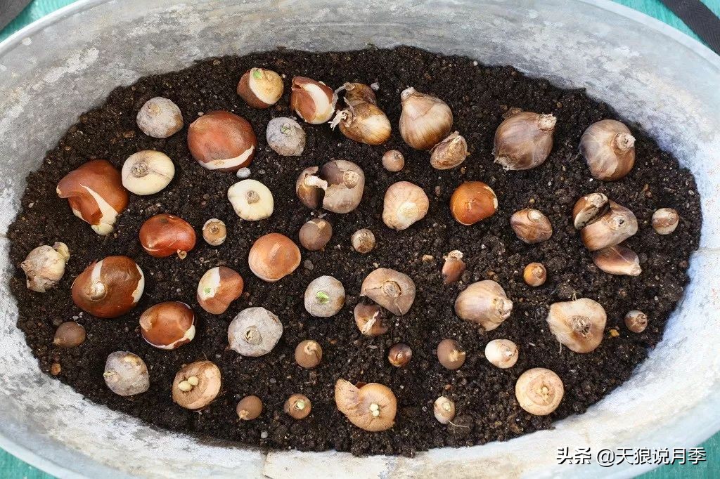 狼家球根怎么样,狼家球根上市了吗