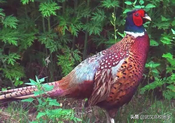 鄂州属于一个宜居的城市吗,鄂州是不是武汉的一个城市