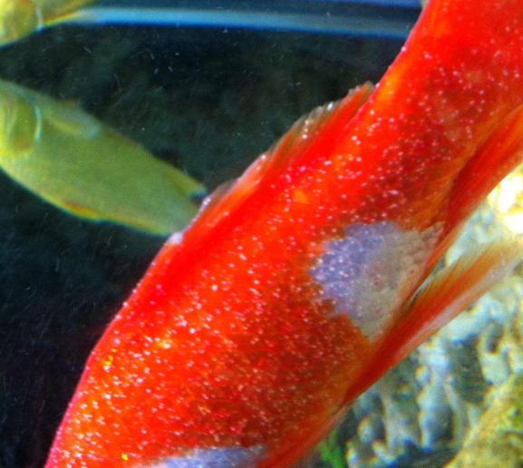 观赏鱼预防疾病用什么药,观赏鱼升温有什么用