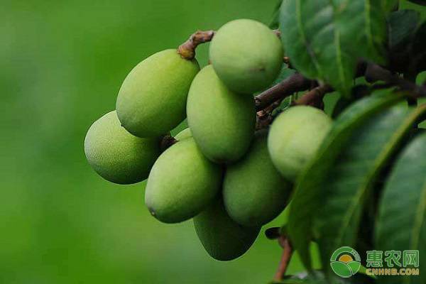 橄榄价格几百元,橄榄多少钱