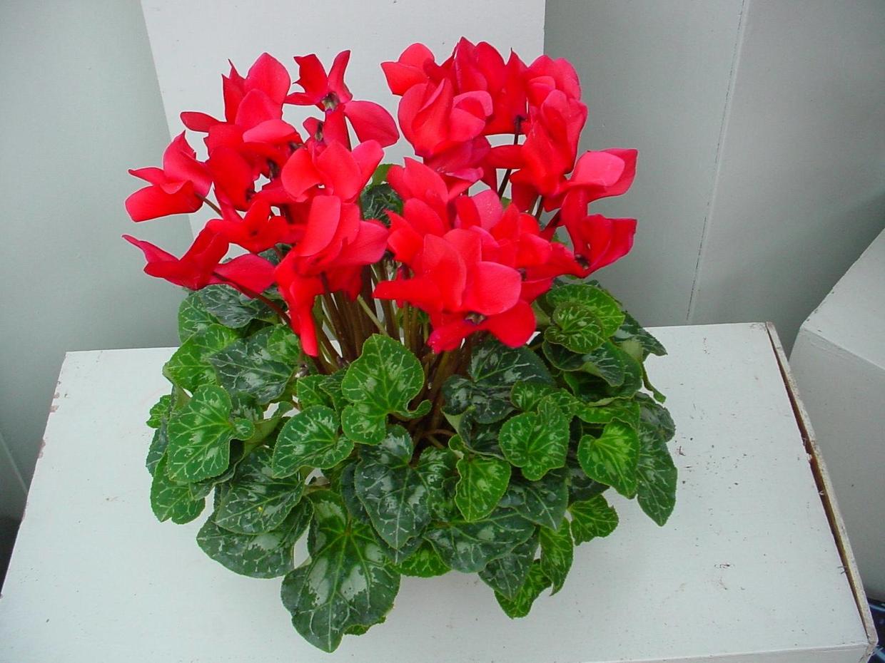 如何养好仙客来,如何把养了两年的仙客来养好