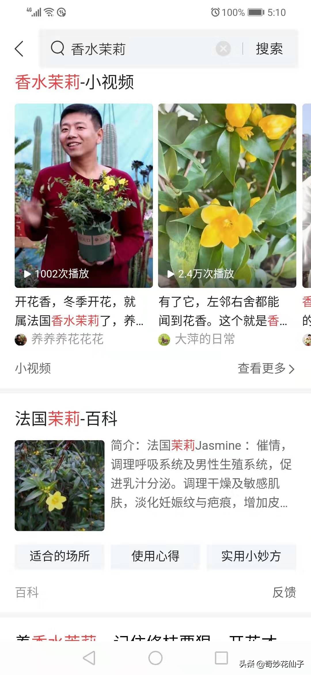 法国香水花的养护方法,法国香水茉莉花藤蔓怎么养