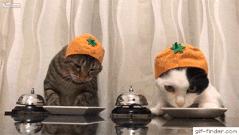 卫仕营养膏直接给猫咪喂着吃吗,猫咪营养膏每天喂多少