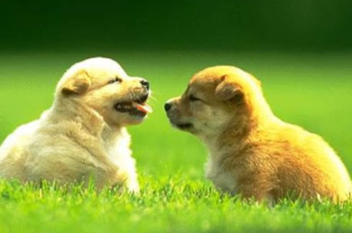 狗狗得了细小和新冠能治好吗,狗细小治好了有什么后遗症吗