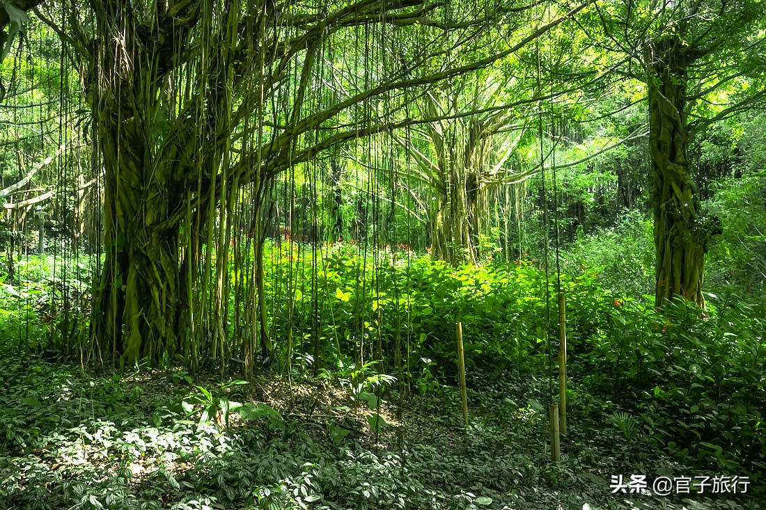 再游青秀山，看“熊猫级”国宝苏铁王，只为千年等一回的告别