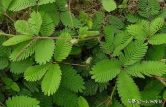 不能在家养的三种有毒的花,不能在家里养的三种花