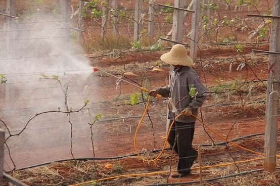 葡萄白纹羽病怎么防治,葡萄白羽病怎么治