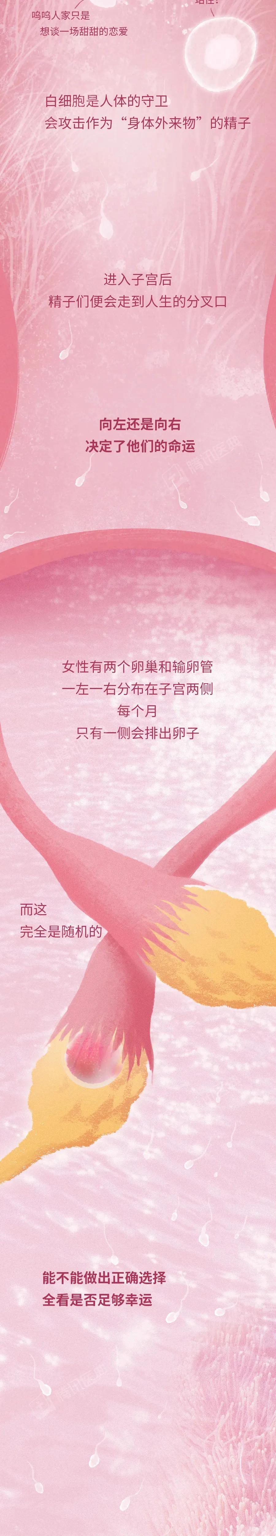 精子和卵子萌发生命的过程,精子与卵子结合孕育生命全过程