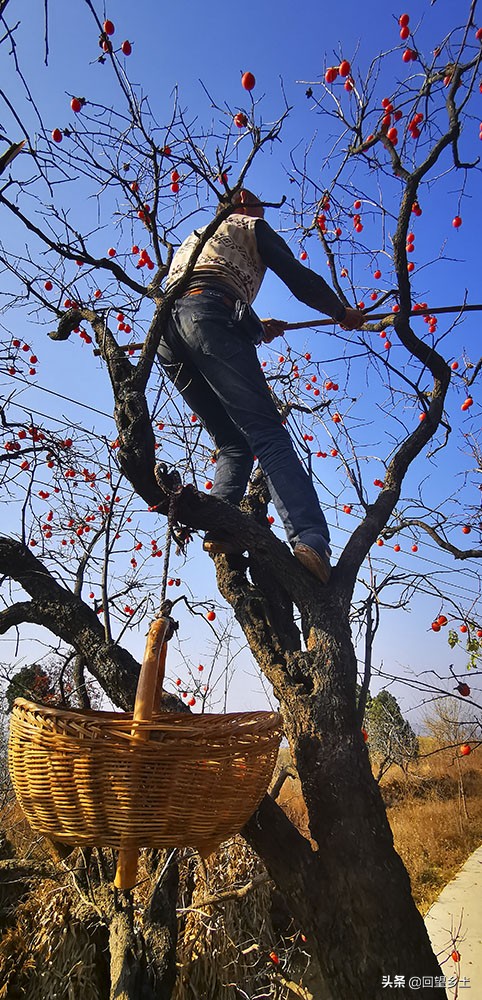 高树上的柿子怎么采摘,柿子在树上摘下来怎么弄才好吃