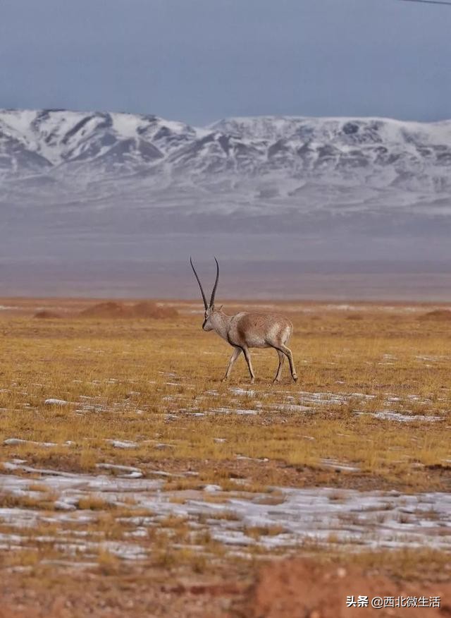 青海到底是哪里的,青海到底是一个怎样的地方