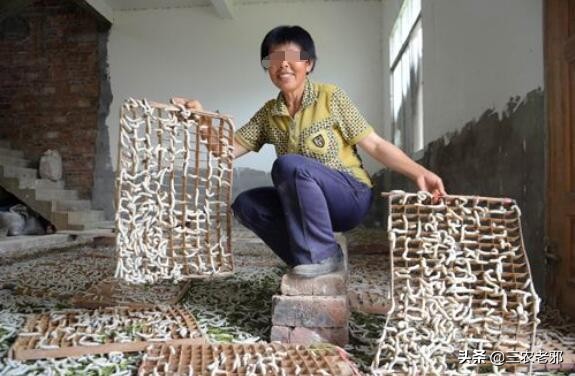 蚕茧如何增重,如何提高蚕簇利用率