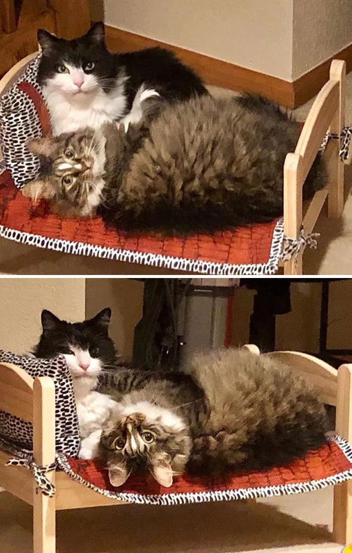 宜家小床被铲屎官们变成宠物床，日本网友：我“泡面杯床”不服