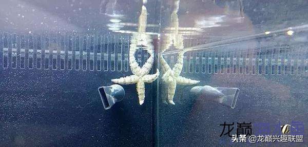 看完别笑,都陪我哭!新人下海开缸的血泪史