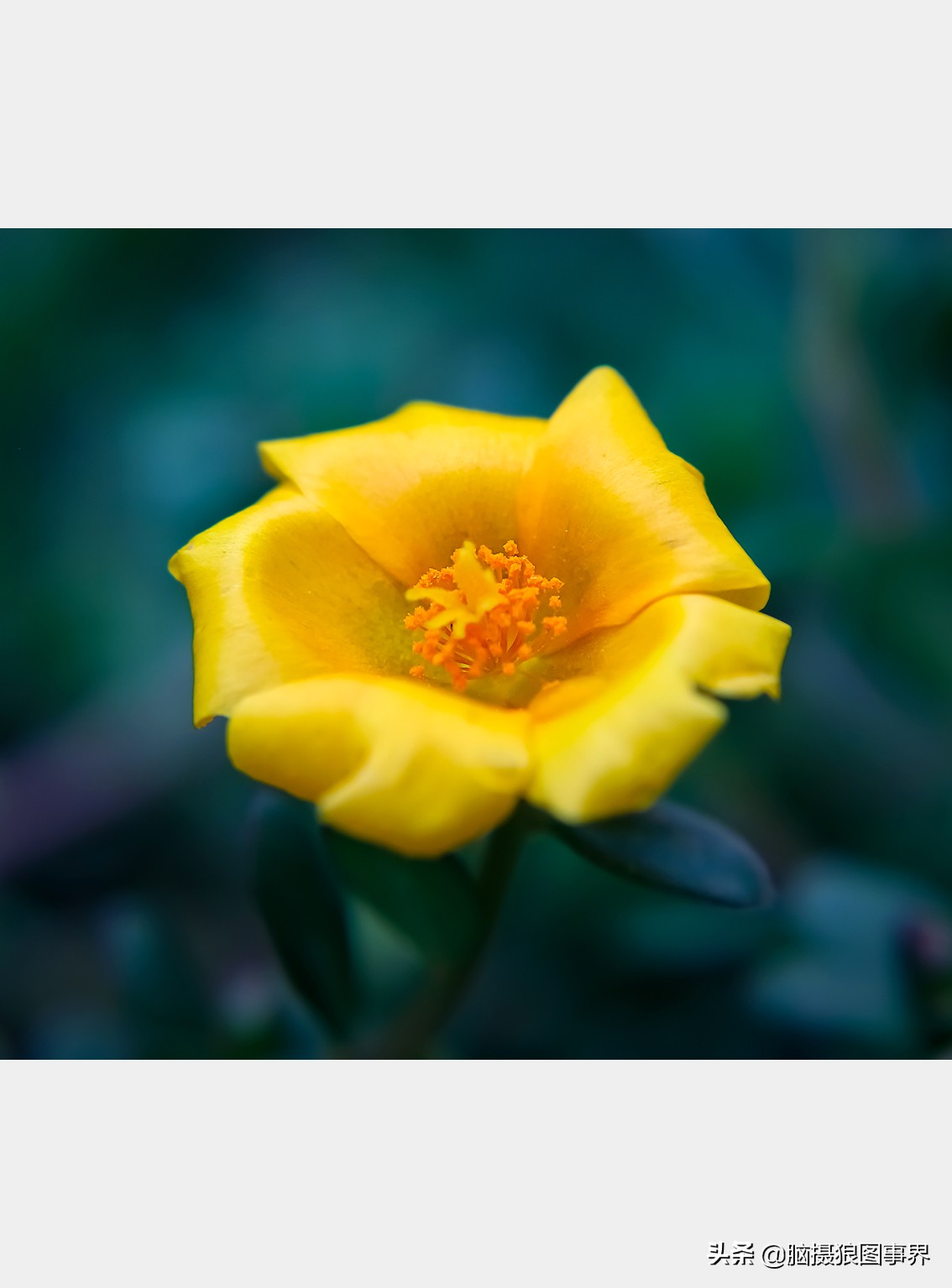 佳能24105红圈镜头测评,佳能24105红圈镜头价位