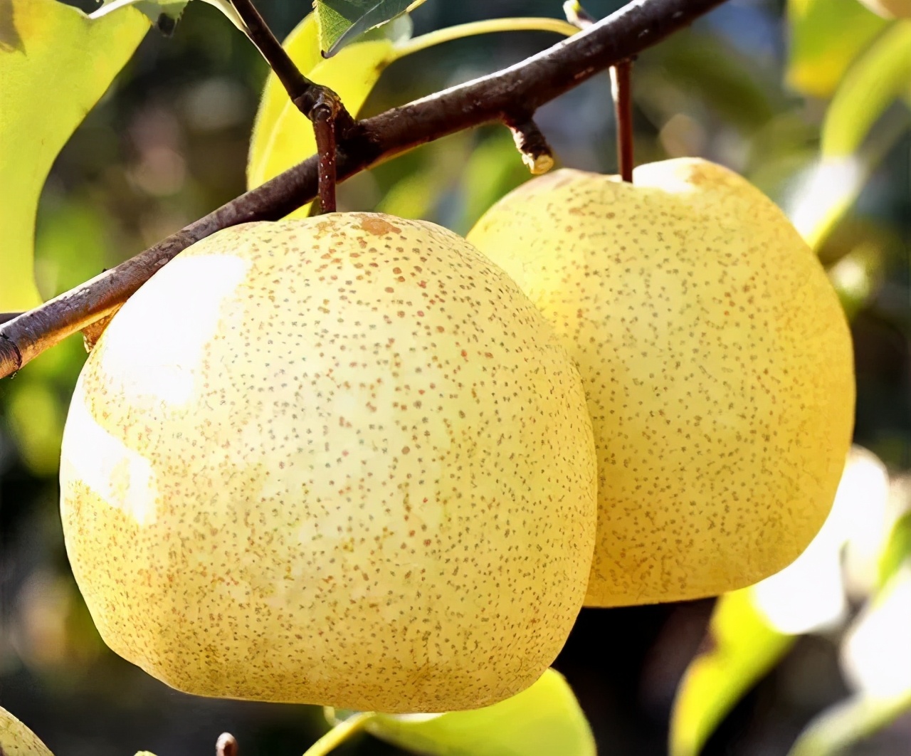 家乡特产有哪些好吃的,有什么家乡的特产