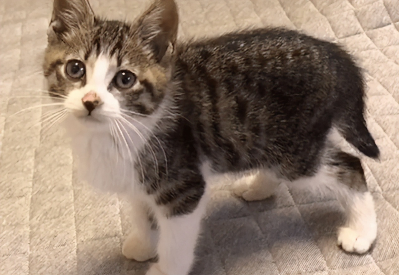 蟒蛇吞到大鹅,蟒蛇吞了一只鹅