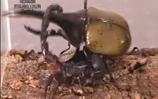 长戟大兜虫为什么淘宝上还能卖,长戟大兜虫中国养违法吗