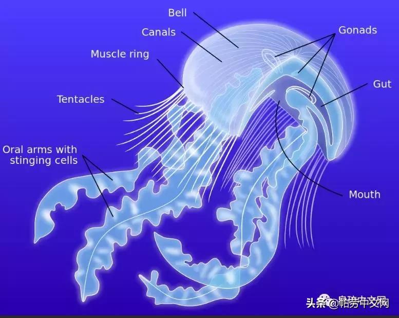 甯曞姵姘存瘝婀栫殑姘存瘝鍙互鎽稿悧,甯曞姵姘存瘝杩樿兘鎶撳悧
