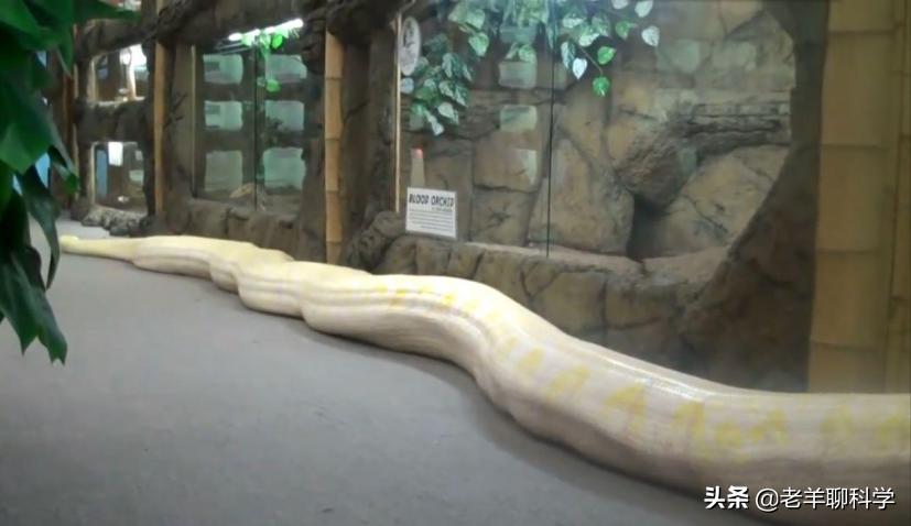 菲律宾电线掉下巨蟒,菲律宾电线上的蟒蛇后续